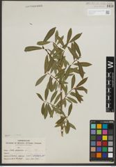 Foto von Salix purpurea L.